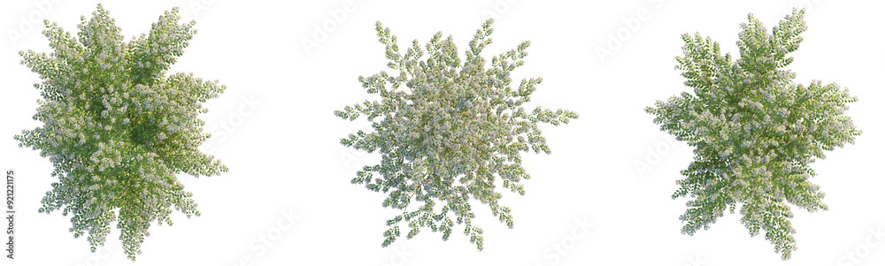 Kolkwitzia amabilis tree plant 4k png cutout Kolkwitzia amabilis tree plant 4k png cutout