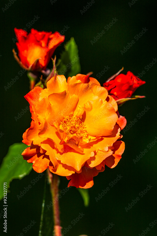 Roses dans les jardins de Valloires Roses dans les jardins de Valloires