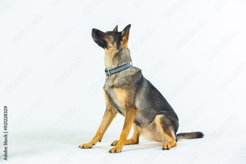 German shepherd dog on a white background, close-up portrait. German shepherd dog on a white background, close-up portrait.
