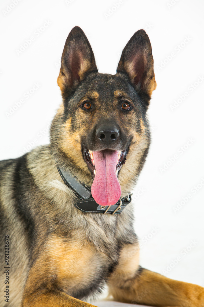 German shepherd dog on a white background, close-up portrait. German shepherd dog on a white background, close-up portrait.