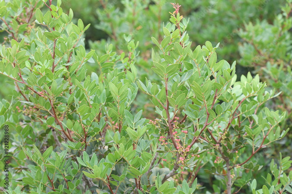 Pistacia lentiscus is a dioecious evergreen shrub or small tree of the genus Pistacia native to the Mediterranean Basin Pistacia lentiscus is a dioecious evergreen shrub or small tree of the genus Pistacia native to the Mediterranean Basin