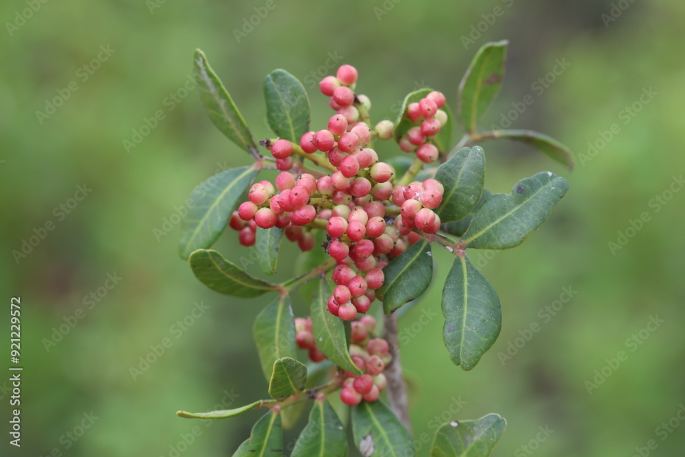 Pistacia lentiscus is a dioecious evergreen shrub or small tree of the genus Pistacia native to the Mediterranean Basin Pistacia lentiscus is a dioecious evergreen shrub or small tree of the genus Pistacia native to the Mediterranean Basin