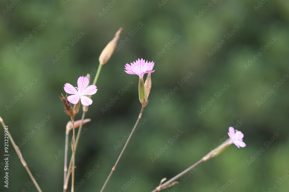 Zeus'-flower (Dianthus sp) in Adana, Turkey Zeus'-flower (Dianthus sp) in Adana, Turkey