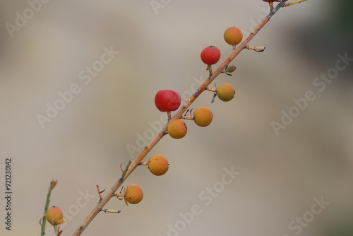 Osyris alba is a small perennial plant in the genus Osyris belonging to the Santalaceae family. photo