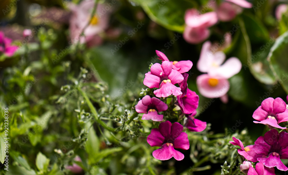 Detail of the flowers of an ornamental plant in a flowerpot. Floral garden decoration. Beautiful flowers, decoration for the garden. Flower, plant, flowers. Detail of the flowers of an ornamental plant in a flowerpot. Floral garden decoration. Beautiful flowers, decoration for the garden. Flower, plant, flowers.