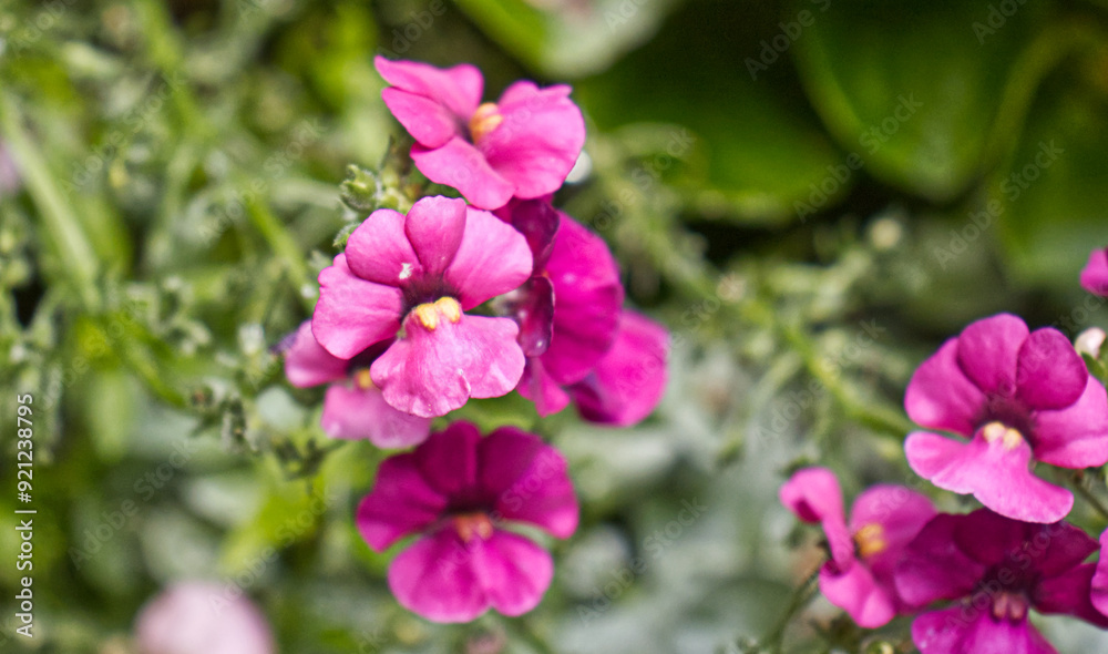 Detail of the flowers of an ornamental plant in a flowerpot. Floral garden decoration. Beautiful flowers, decoration for the garden. Flower, plant, flowers. Detail of the flowers of an ornamental plant in a flowerpot. Floral garden decoration. Beautiful flowers, decoration for the garden. Flower, plant, flowers.