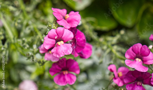 Detail of the flowers of an ornamental plant in a flowerpot. Floral garden decoration. Beautiful flowers, decoration for the garden. Flower, plant, flowers.