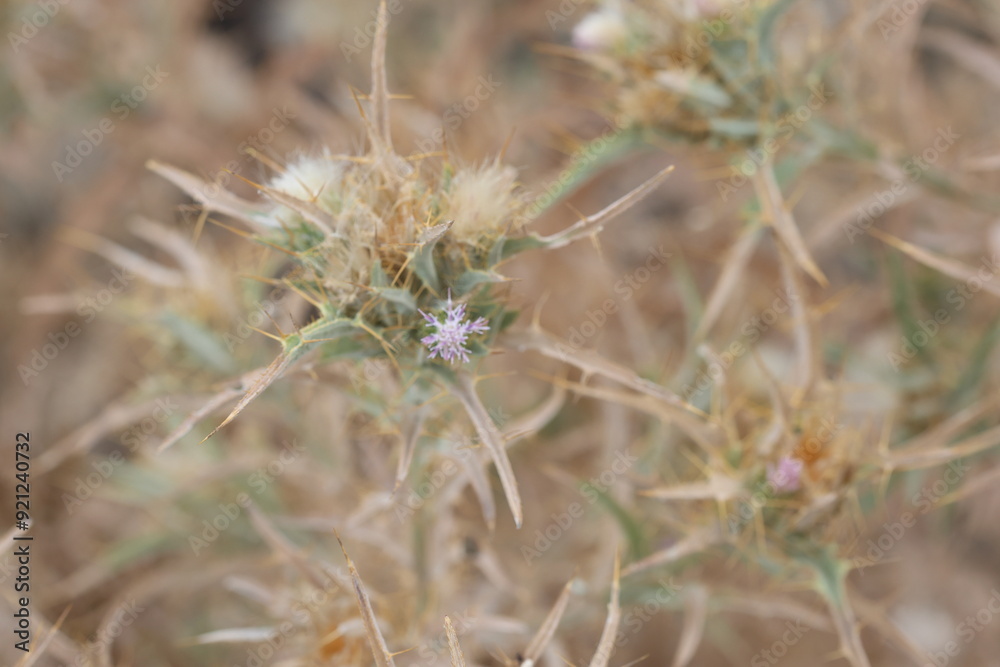 close up of Yellow-spine Thistle (Picnomon acarna) close up of Yellow-spine Thistle (Picnomon acarna)