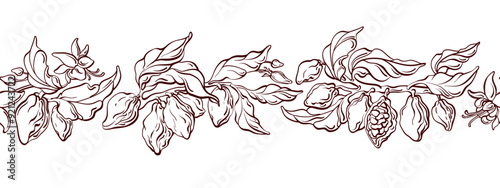 Cocoa branch, fruit Vector botanical sketch border