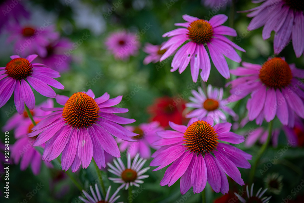 Obraz premium purple coneflower Echinacea purpurea amazing flower in summer garden, Garden-Inspired Wallpaper or Desktop Background