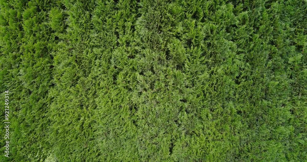 Thuja Trees Green Wall Thuja Trees Green Wall