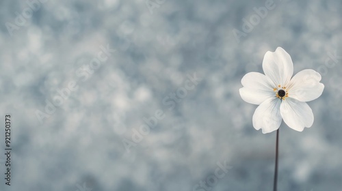 Delicate White Flower Blooms Against Soft Background in Early Morning Light