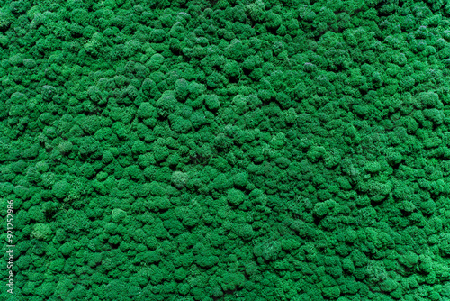The background is made of live green moss. Eco-friendly wall decoration with plants.