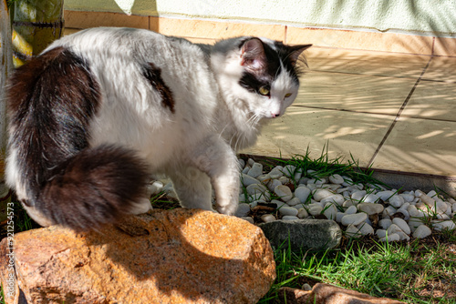 gato branco e preto passeando nas pedras do jardim photo