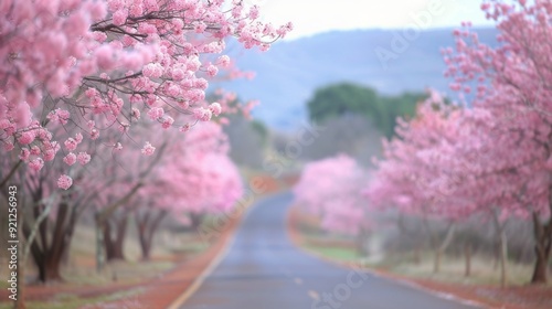 Serene Cherry Blossom Pathway in Early Spring Sunset Garden