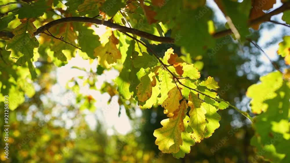 Yellow Oak Leaves on Sunny Autumn Afternoon, Close Up, Selective Focus Yellow Oak Leaves on Sunny Autumn Afternoon, Close Up, Selective Focus