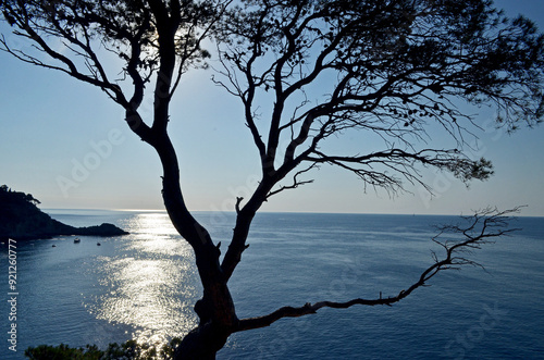 Felsen und Baum am Meer mit goldener Spiegelung photo