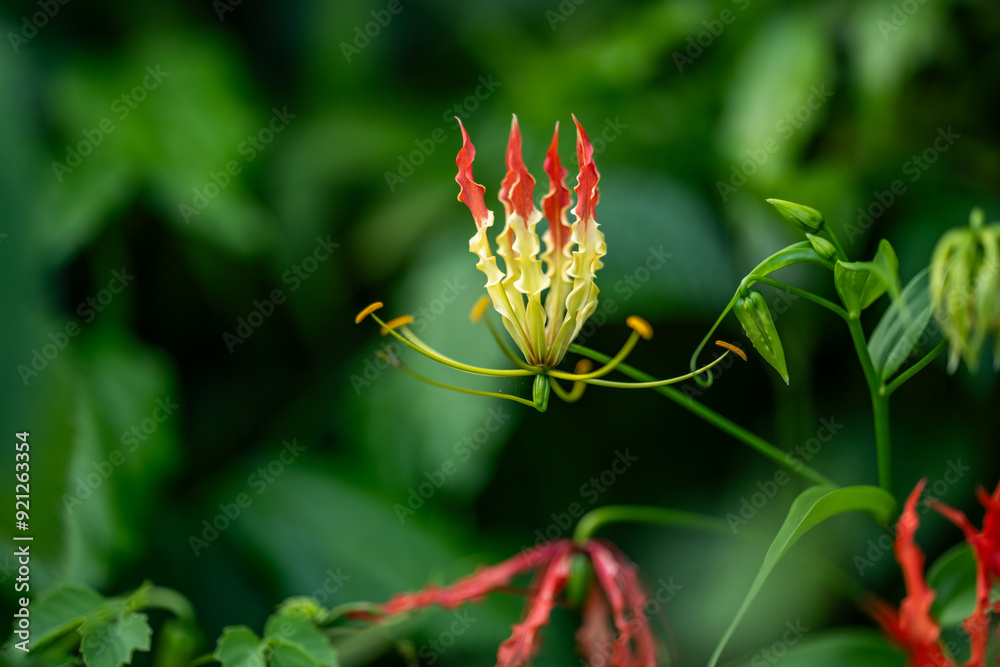 Flame Lily, also known as Gloriosa superba, is a stunning tropical flower with vibrant petals. Unique beauty and captivating presence in the garden Flame Lily, also known as Gloriosa superba, is a stunning tropical flower with vibrant petals. Unique beauty and captivating presence in the garden
