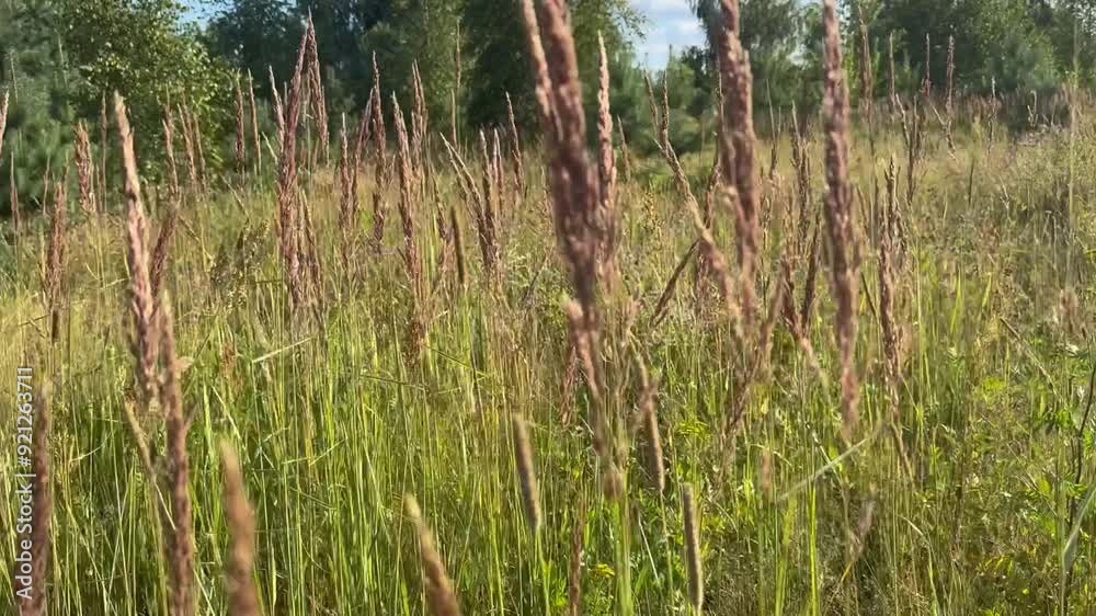 Wheat in the meadow sways in the wind in the rays of the setting sun Wheat in the meadow sways in the wind in the rays of the setting sun