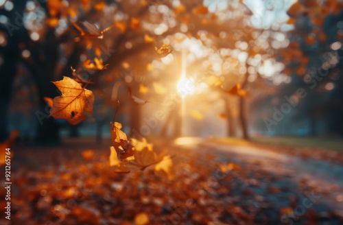 Golden Autumn Leaves With Sunset Glow in a Forest Park
