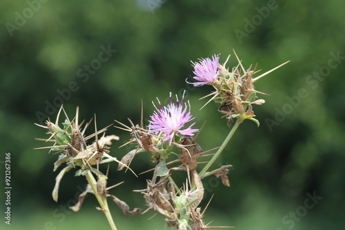 Centaurea calcitrapa is a species of flowering plant photo