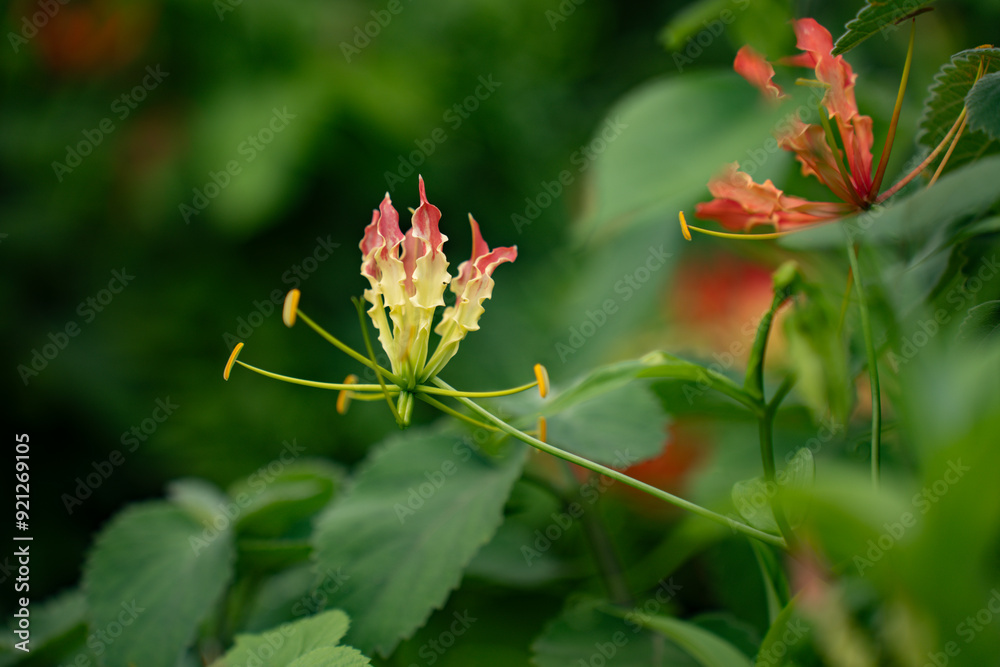 Flame Lily, also known as Gloriosa superba, is a stunning tropical flower with vibrant petals. Unique beauty and captivating presence in the garden Flame Lily, also known as Gloriosa superba, is a stunning tropical flower with vibrant petals. Unique beauty and captivating presence in the garden
