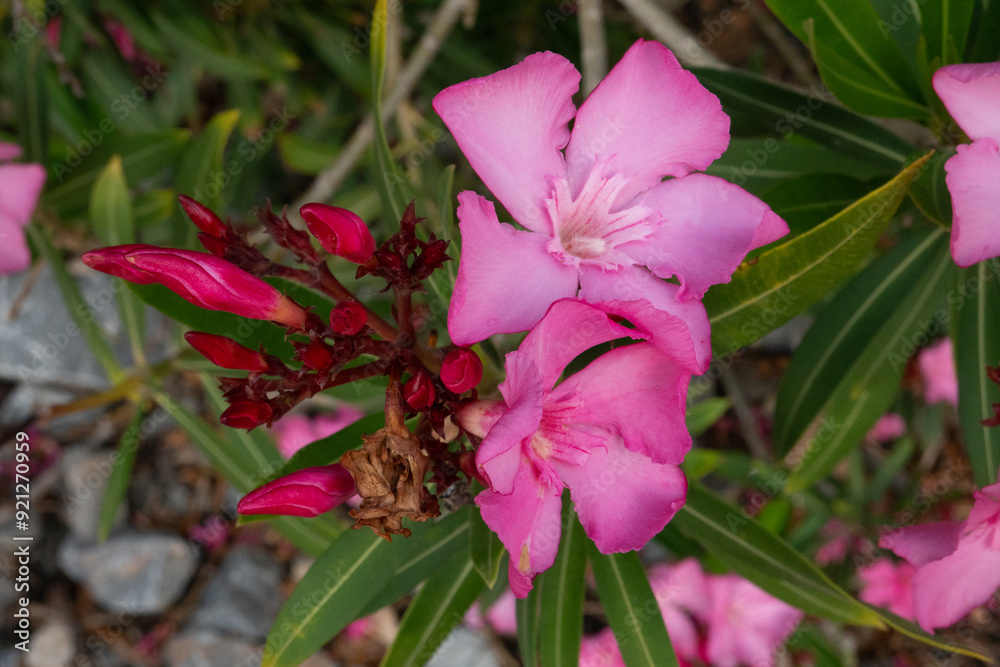 Φωτογραφία Closeup of the pink-red flowers and flower buds of Oleander