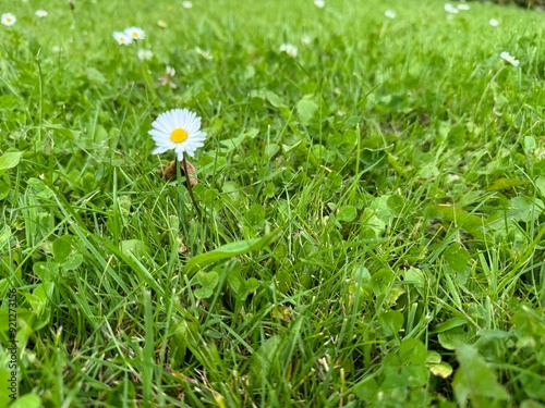 Daisy Bouquet , close up. Beautiful sunny spring meadow with green grass