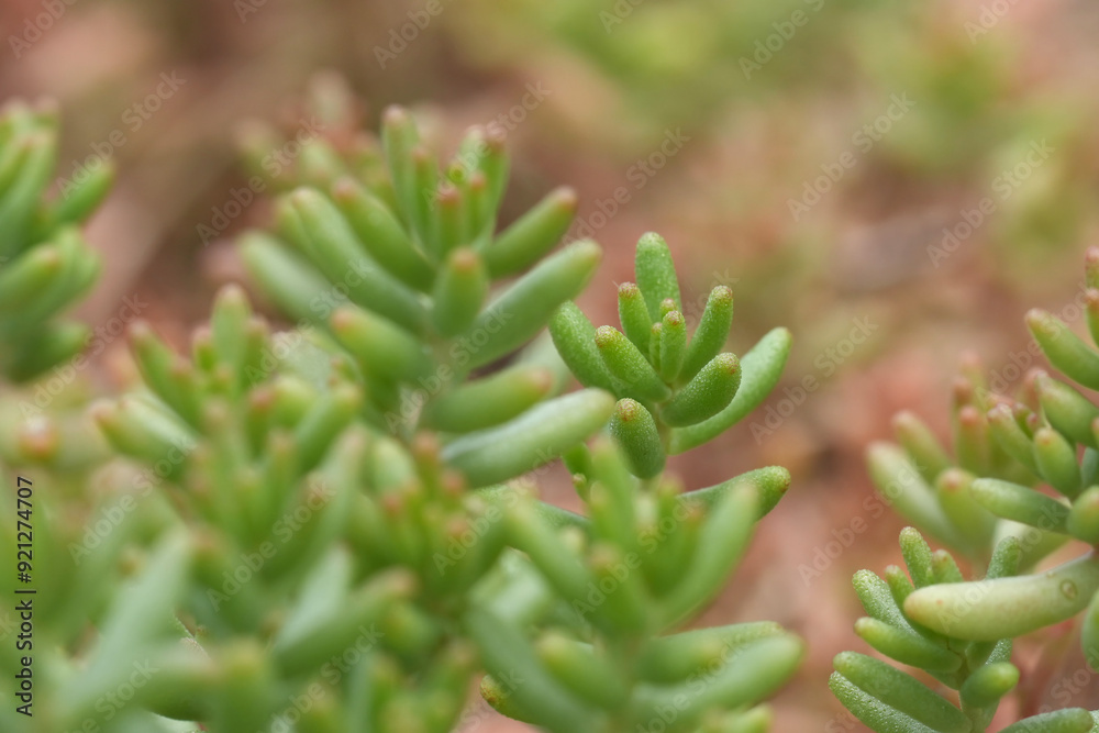 Selective focus closeup on fleshy leaves of the White stoncrop, Sedum album in Southern France Selective focus closeup on fleshy leaves of the White stoncrop, Sedum album in Southern France