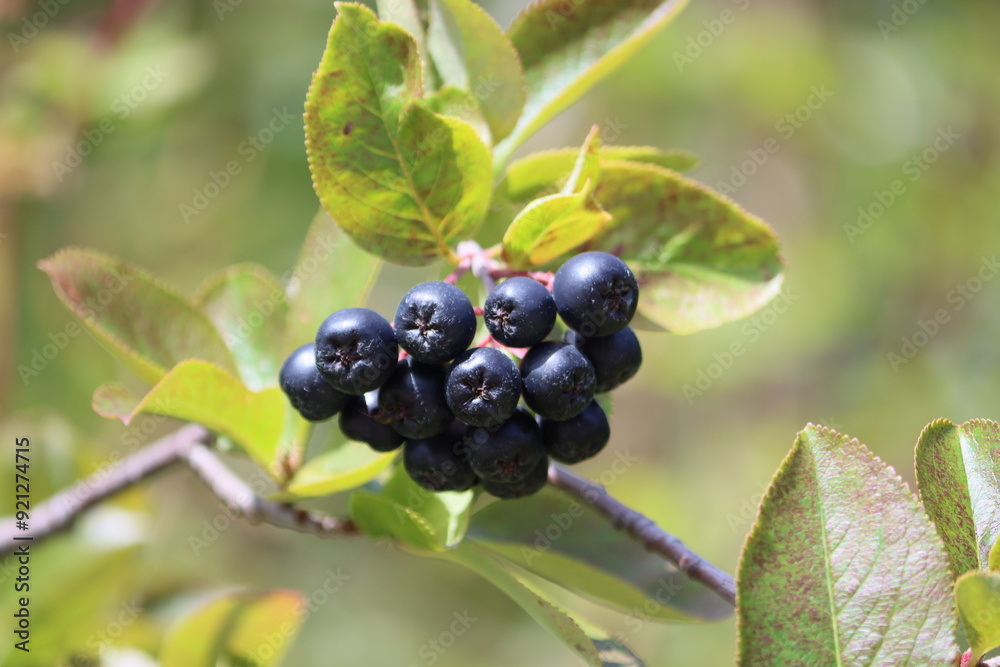 Sweden. Aronia melanocarpa, called the black chokeberry, is a species of shrubs in the rose family native to eastern North America, ranging from Canada to the central United States. Sweden. Aronia melanocarpa, called the black chokeberry, is a species of shrubs in the rose family native to eastern North America, ranging from Canada to the central United States.