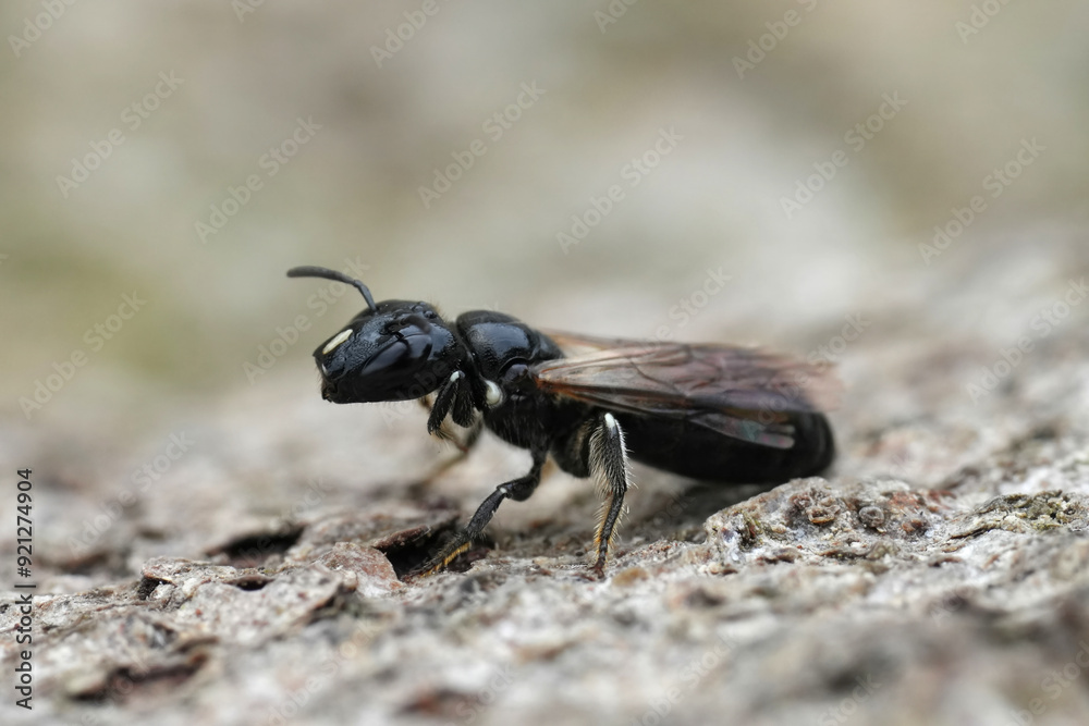 Closeup on athe all black Mediterranean Cucumber Small Carpenter solitary bee, Ceratina cucurbitina Closeup on athe all black Mediterranean Cucumber Small Carpenter solitary bee, Ceratina cucurbitina