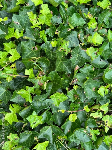 Green Leaves Pattern Background, Natural Lush Foliages of Leaf Texture