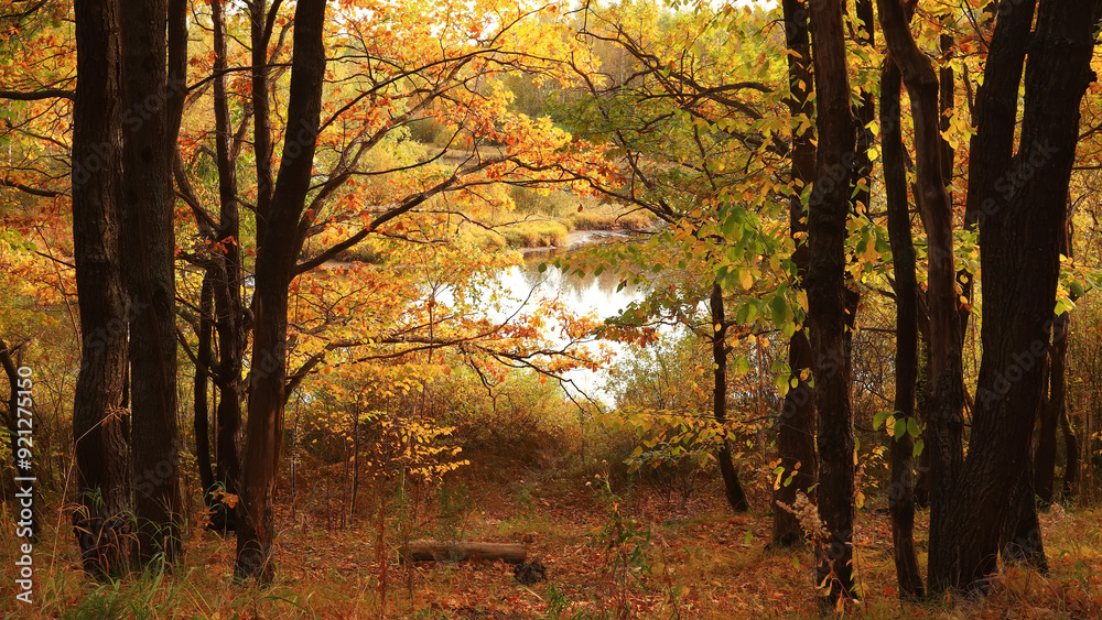 Atmospheric autumn forest in the cloudy day. Yellow and orange leaves on the trees in the morning forest. Atmospheric autumn forest in the cloudy day. Yellow and orange leaves on the trees in the morning forest.