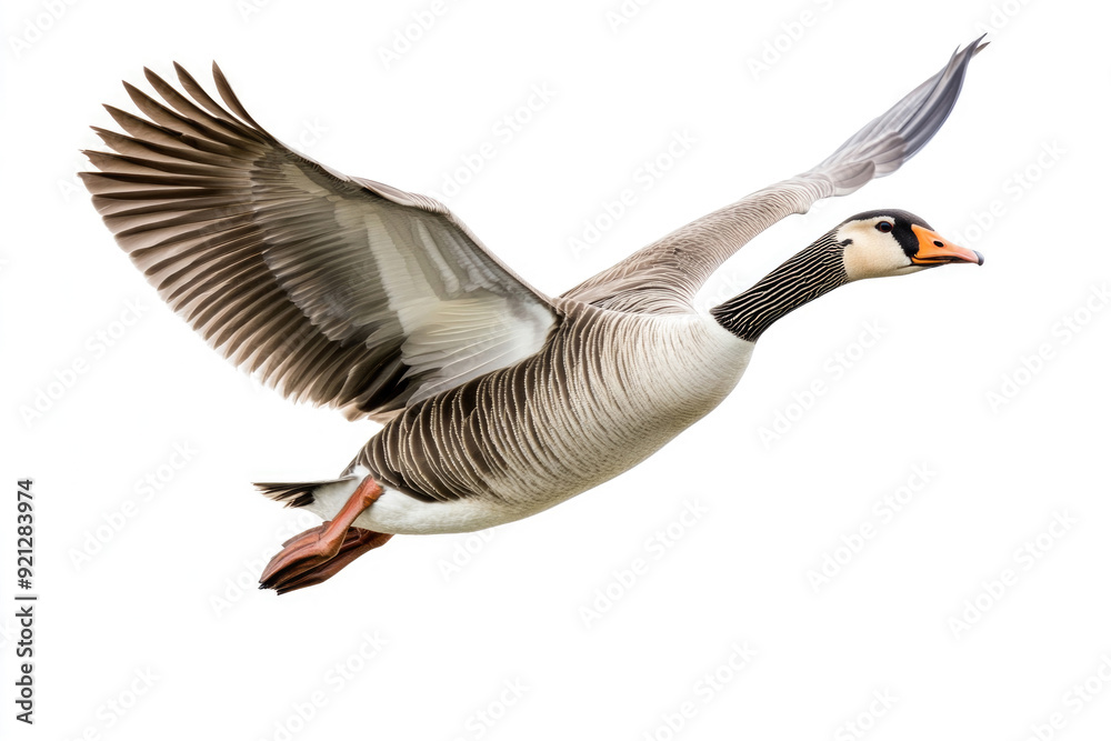 A serene goose with outstretched wings. A serene goose with outstretched wings.