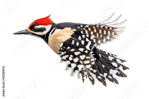 A woodpecker in mid-flight, vibrant red crest visible. photo