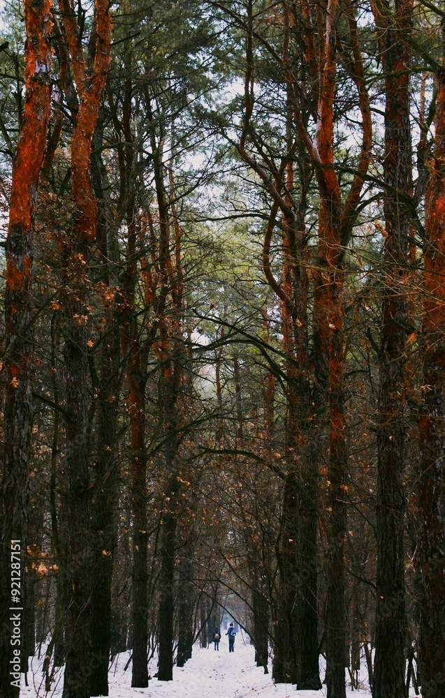 Obraz premium road among firs planting of firs, snowy road under the trees in the forest Khortytsia