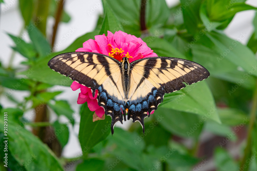 Yellow Eastern Tiger Swallowtail butterfly with spread wings perched on bright pink zinnia in flower garden Yellow Eastern Tiger Swallowtail butterfly with spread wings perched on bright pink zinnia in flower garden