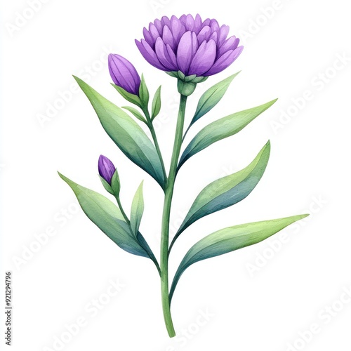 A vibrant purple flower with budding elements, showcasing natural beauty and elegance in botanical art.