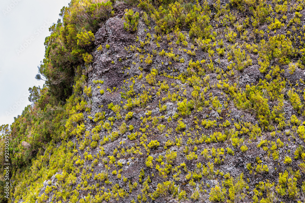 Vegetation on the volcanic rocks of a mountain range on the island of Madeira