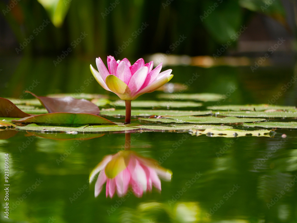 Pink water lily in a pond reflected in water. Lotus blossom in botanical garden. Nymphaea Pygmaea Attraction Paul Heriot side view Pink water lily in a pond reflected in water. Lotus blossom in botanical garden. Nymphaea Pygmaea Attraction Paul Heriot side view