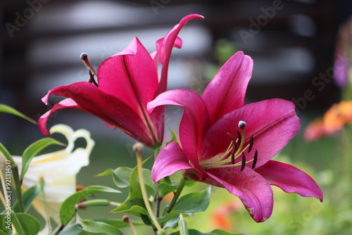 Sweden. Lilium longiflorum, often called the Easter lily, is a species of plant endemic to both Taiwan and Ryukyu Islands (Japan). Lilium formosanum, a closely related species from Taiwan. photo