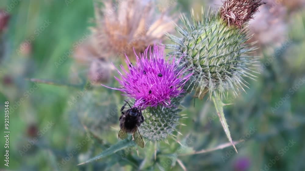 Bumblebee at pink sticky flower. Swedish nature. Bumblebee at pink sticky flower. Swedish nature.