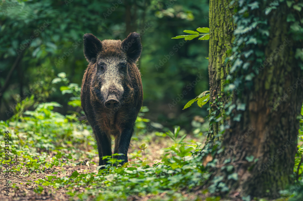 Wildschwein in der Großstadt Wildschwein in der Großstadt