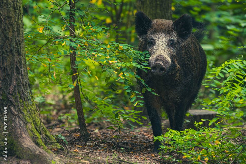 Wildschwein in der Großstadt Wildschwein in der Großstadt