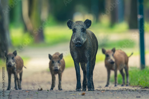 Wildschwein in der Großstadt