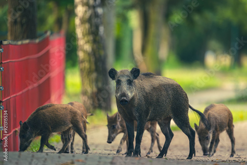 Wildschwein in der Großstadt