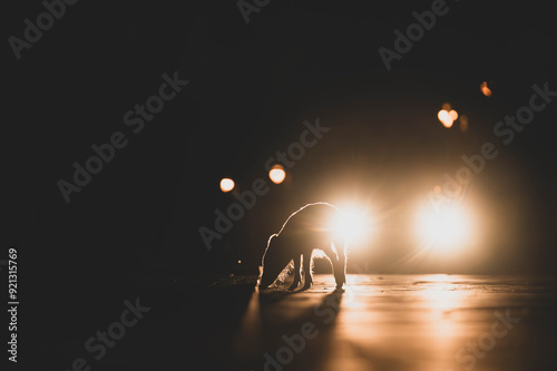 Wildschwein in der Nacht