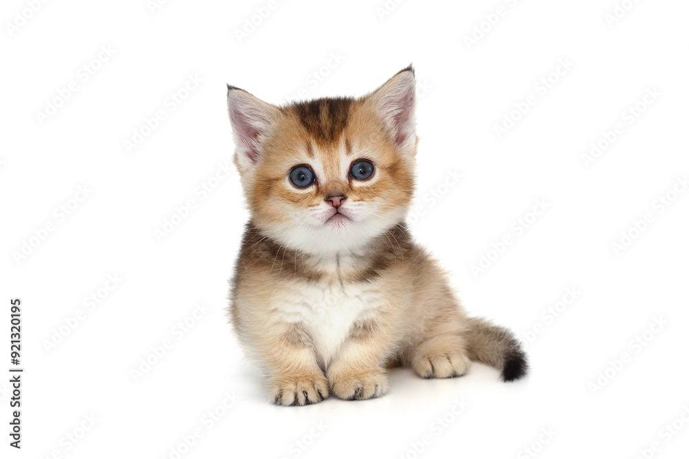 Small Scottish kitten with short legs.