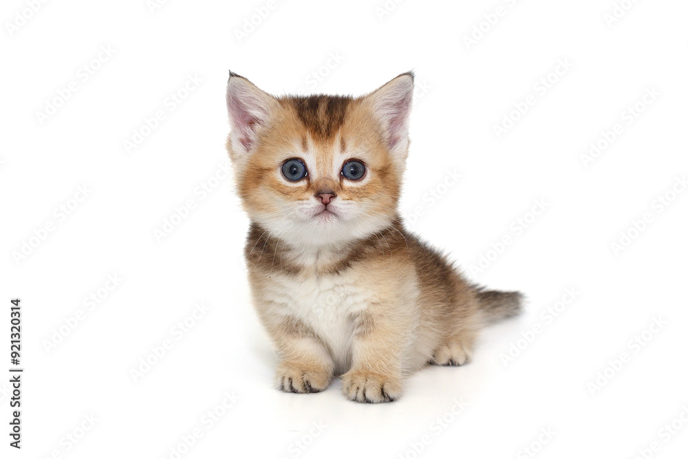 Small Scottish kitten with short legs.