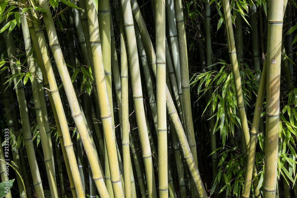 Fototapeta premium Bamboo stems